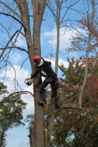 tree, emerald ash borer, limbing